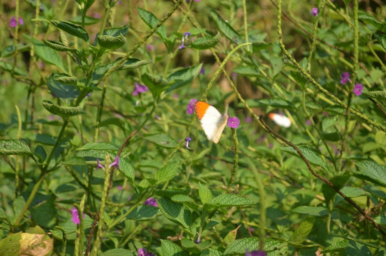 Butterfly Park - Ovalekar Wadi